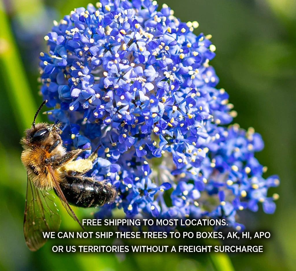Ceanothus Ground Cover Plant 1 Gallon Point Reyes Low Spreading Evergreen Ceanothus gloriosus ‘Point Reyes’