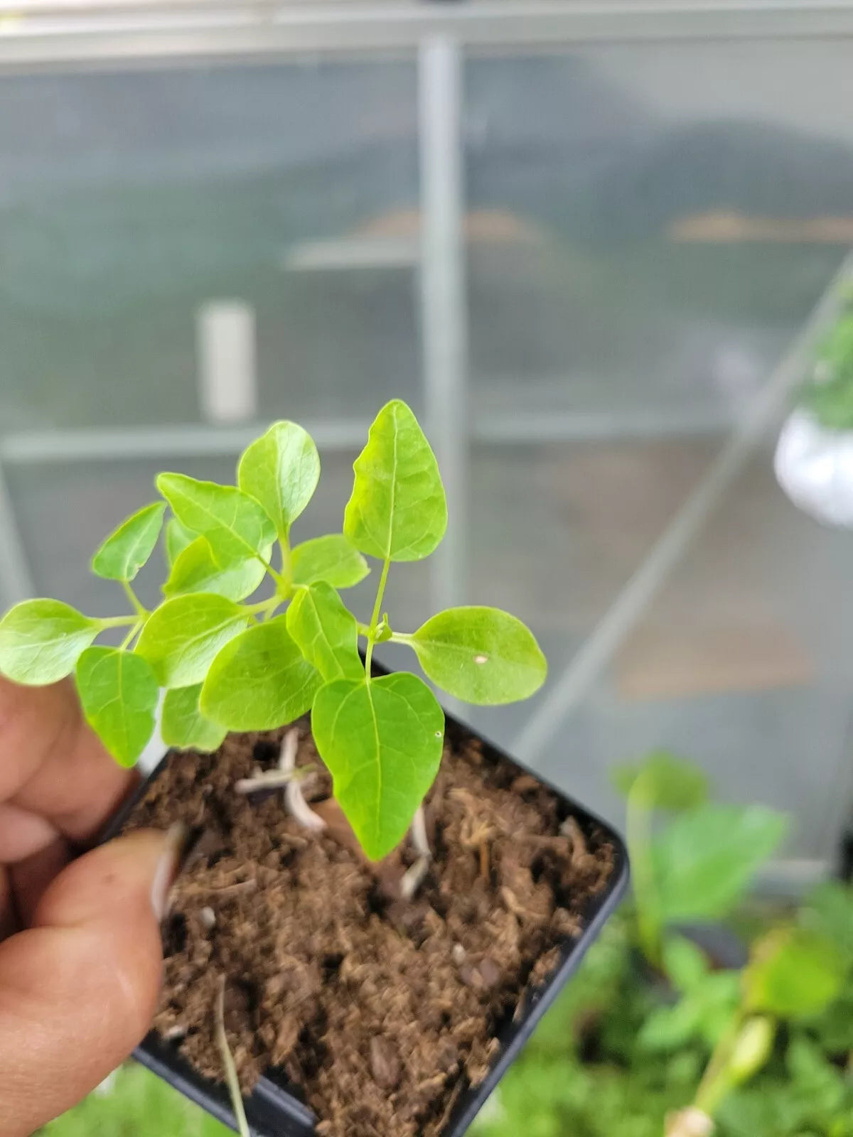 Carica Papaya Tree - Year Round Variety - Best Papaya Plant in 2.5" Pot - Tropical Fruit Plant