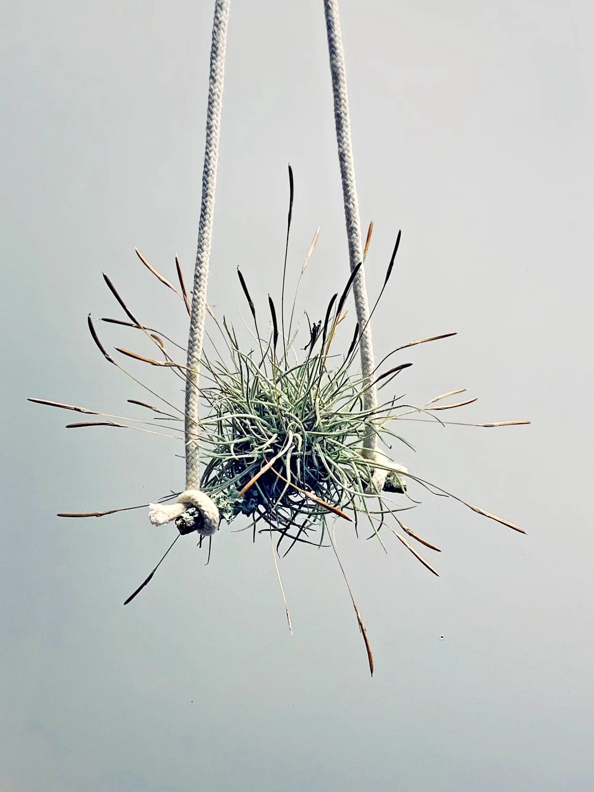 air plant home decor Air Plant Set of 4 - Tillandsia recurvata - Unique Indoor Decor