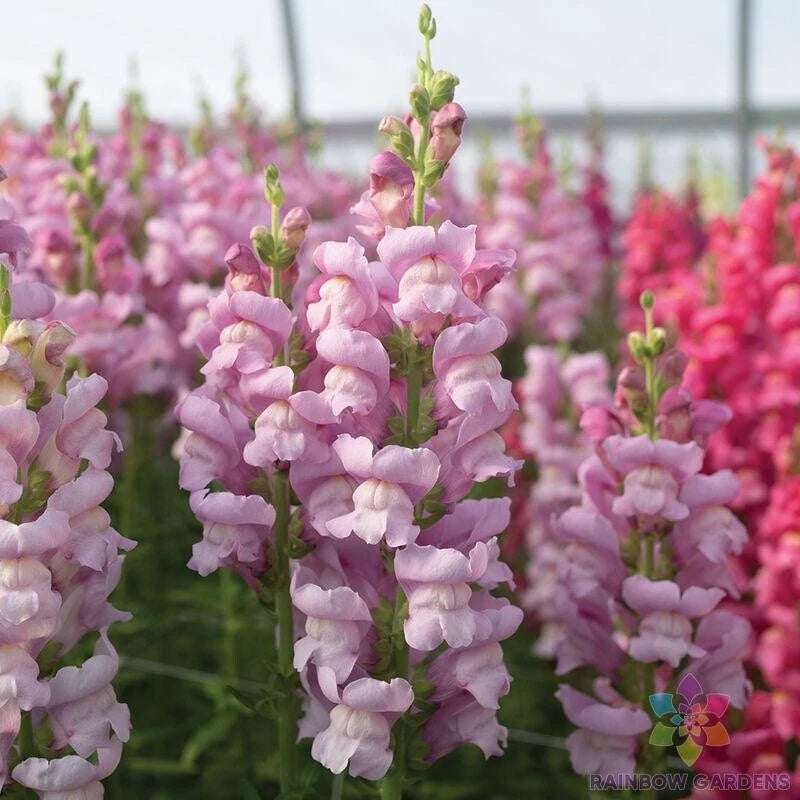 Lavender Snapdragon Seeds - 1000+ Count - Maryland Variety - Antirrhinum majus - Free Shipping USA