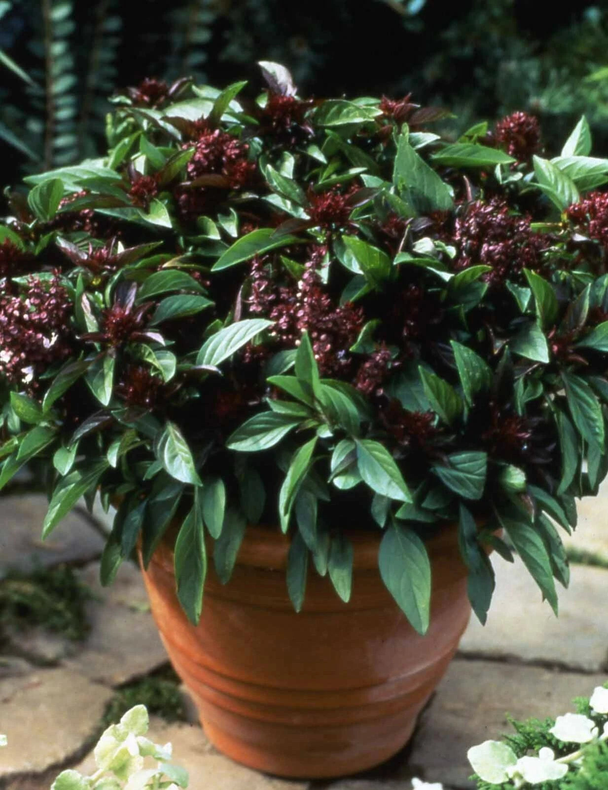 Basil Seeds - 500 Count - Siam Queen Thai Basil - Non-GMO Culinary Herb - Ocimum basilicum