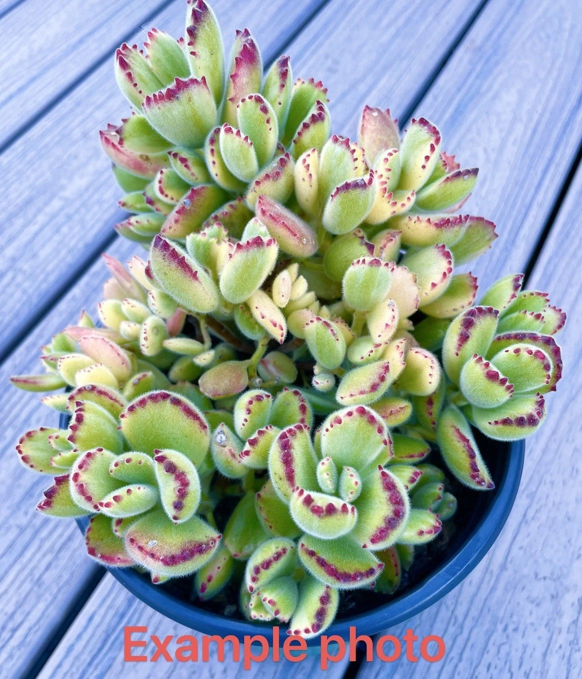 2" Cotyledon tomentosa Variegated Bear's Paw Succulent - Rare Live Plant Cutting