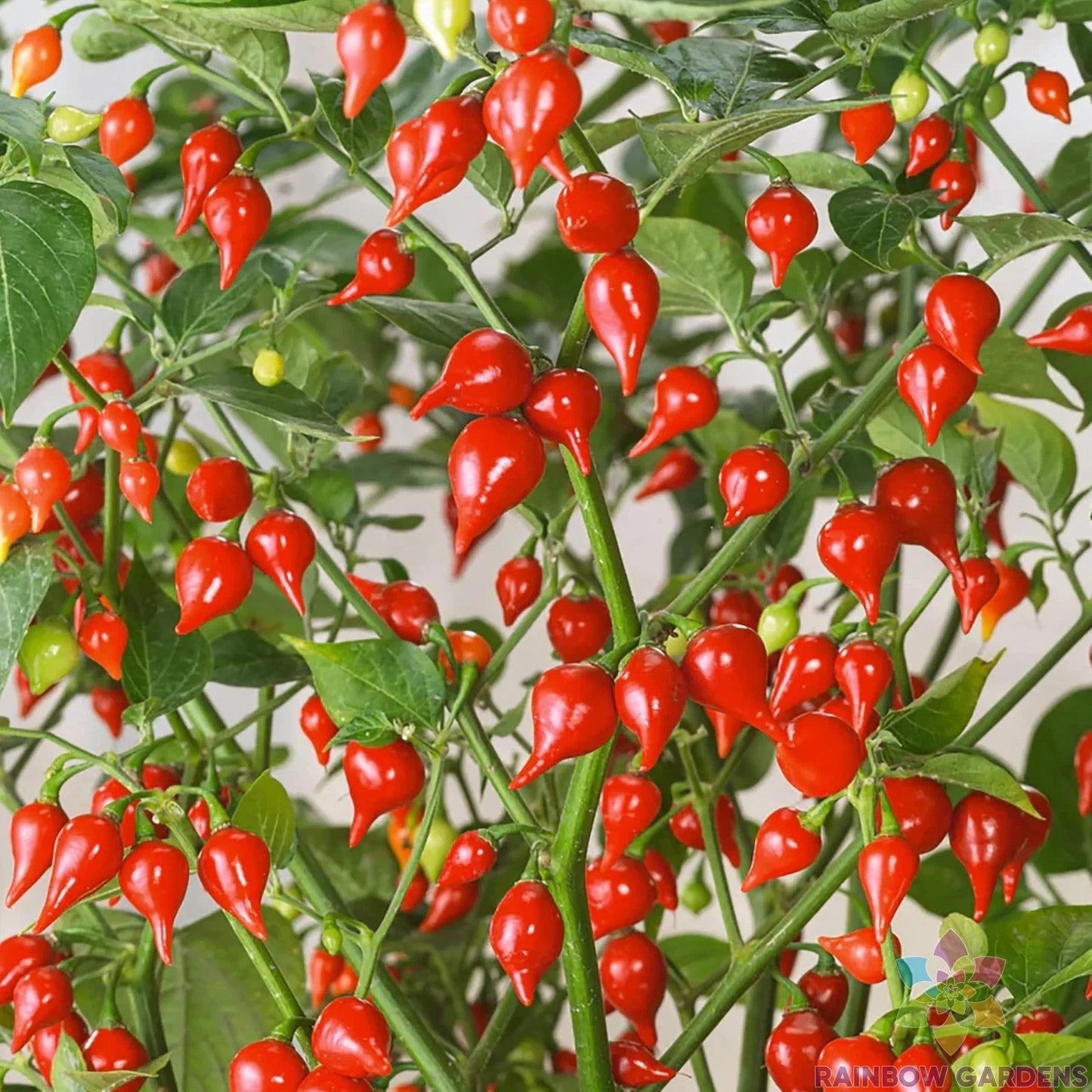 25+ Pimenta Biquinho Sweet Pepper Seeds - Heirloom Variety for Home Garden - Capsicum chinense - USA