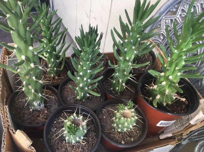 Eve's Needle Cactus Plant - Rooted Austrocylindropuntia subulata
