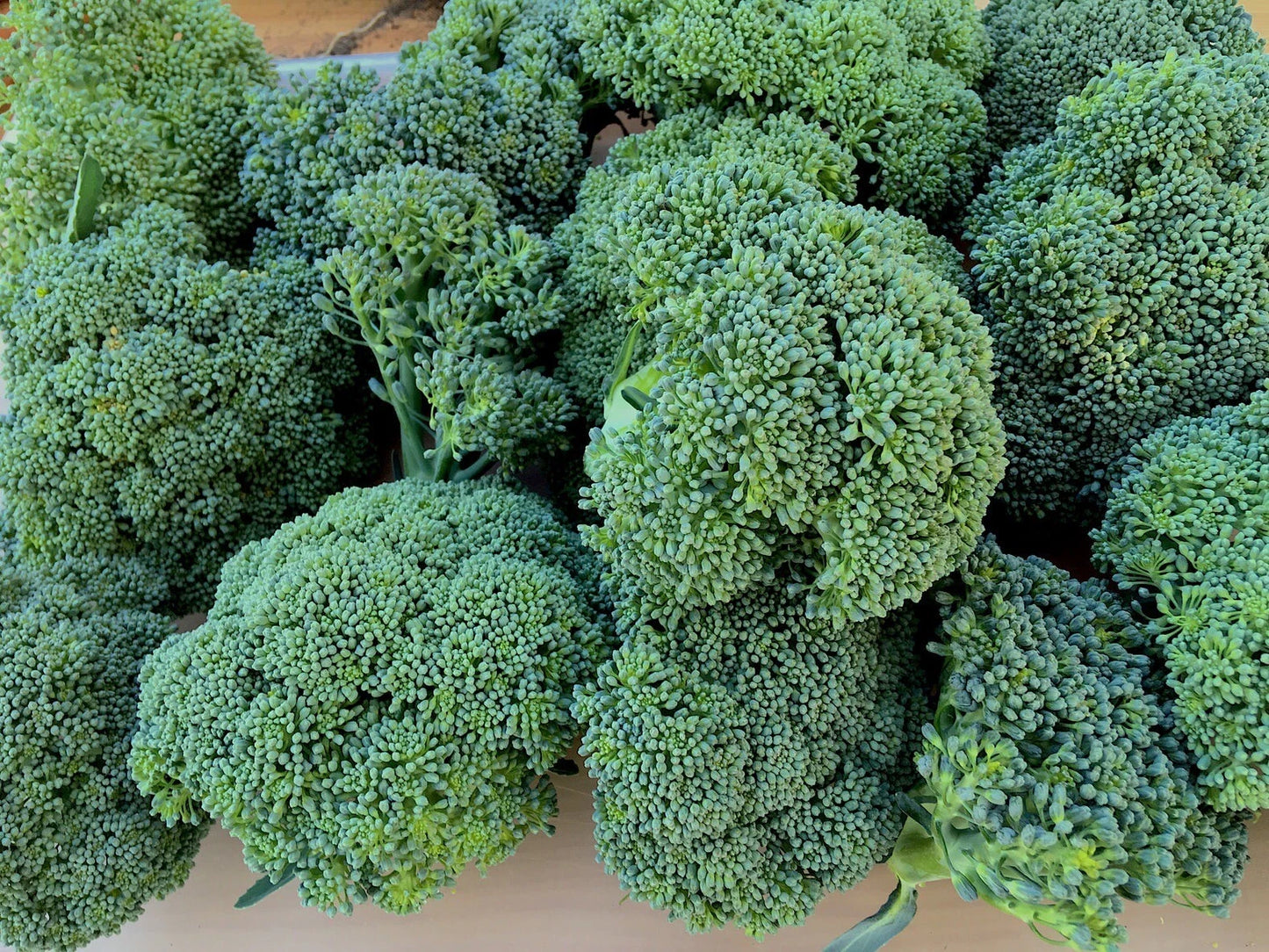 Calabrese Broccoli Seeds, 250+ Heirloom Non-GMO Organic, Brassica oleracea, Green Sprouting Variety, USA Grown