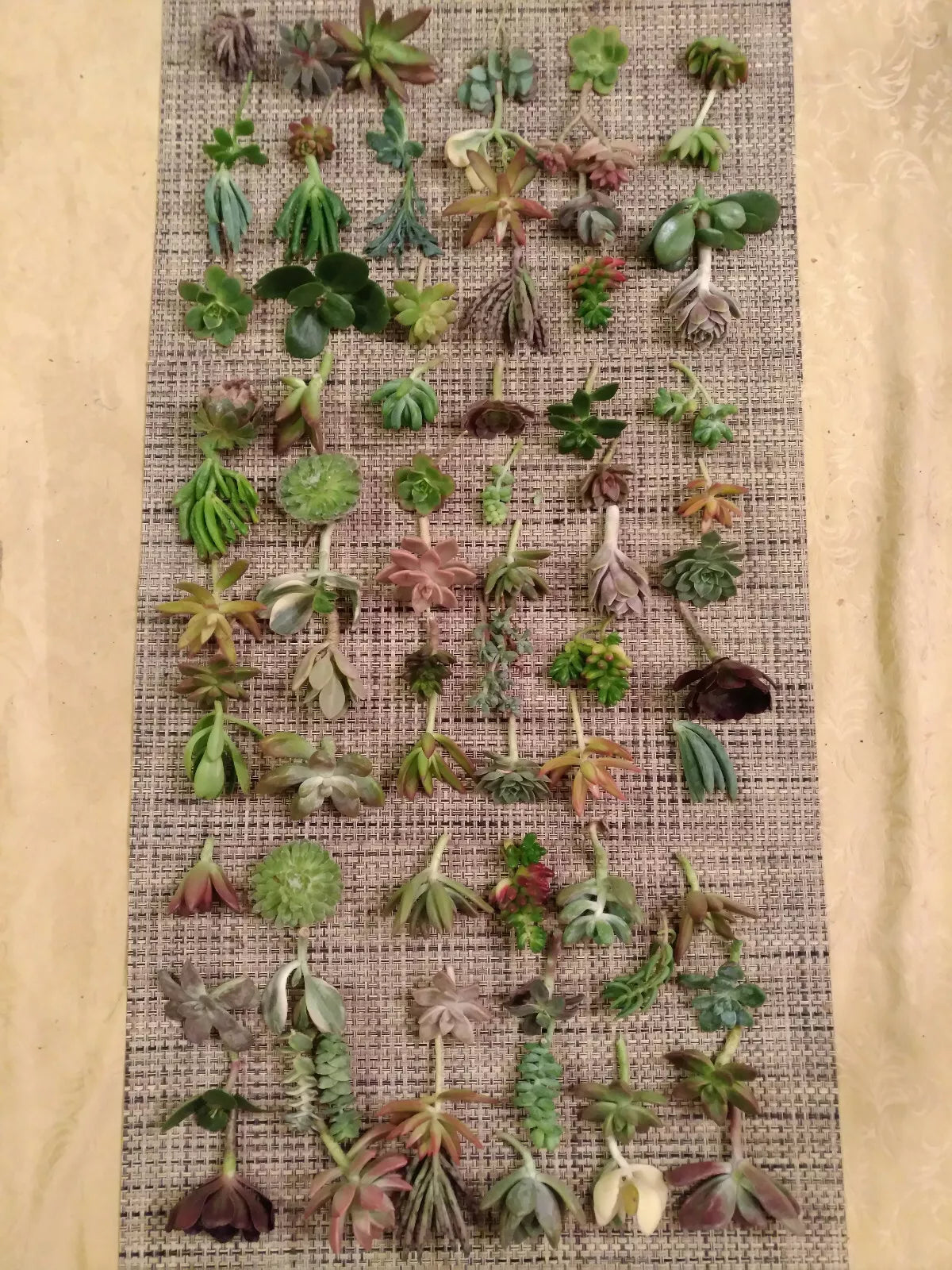 60 Succulent Cuttings Variety Pack - 30 Different Varietals - Ideal for DIY Terrariums and Plant Projects