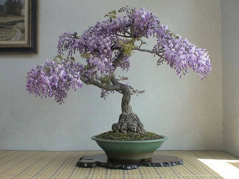 bonsai paulownia tree Bonsai Tree Seeds - 50 Pack