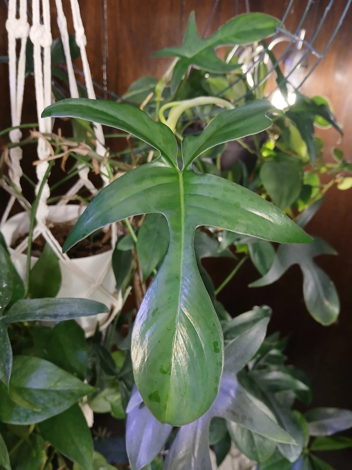 Philodendron Glad Hands Plant - Exotic Green Foliage