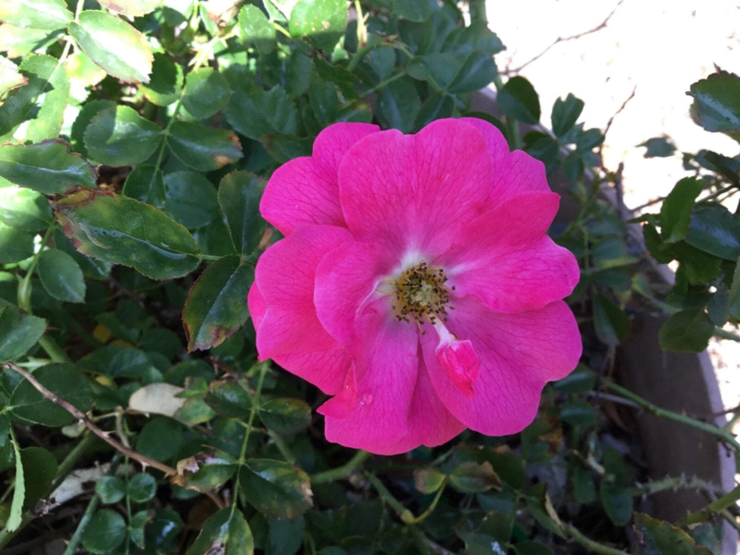Wild Irish Rose Cuttings to Root - Rosa rugosa, Hardy Perennial, Fragrant Blooms, Easy to Grow, Ideal for Gardens