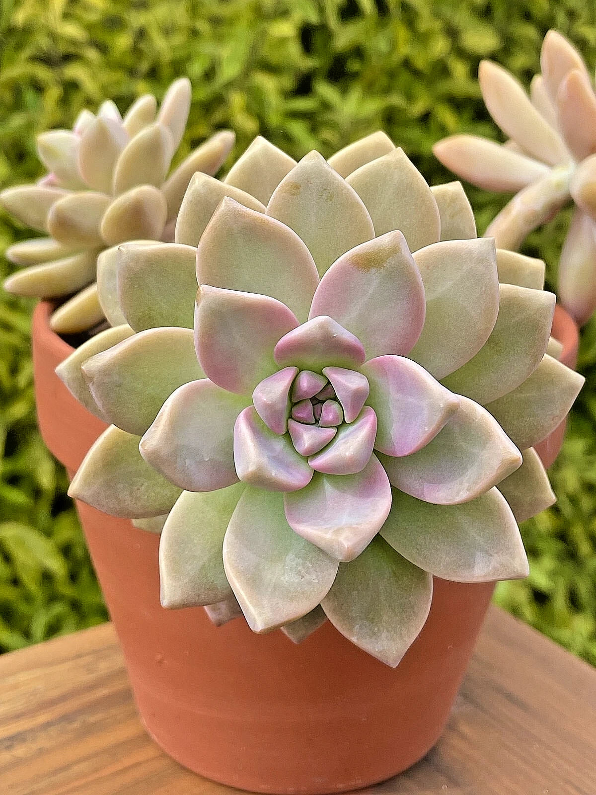 unrooted succulents Graptosedum Ghosty Succulent Cutting - 3-Inch Unrooted Live Plant