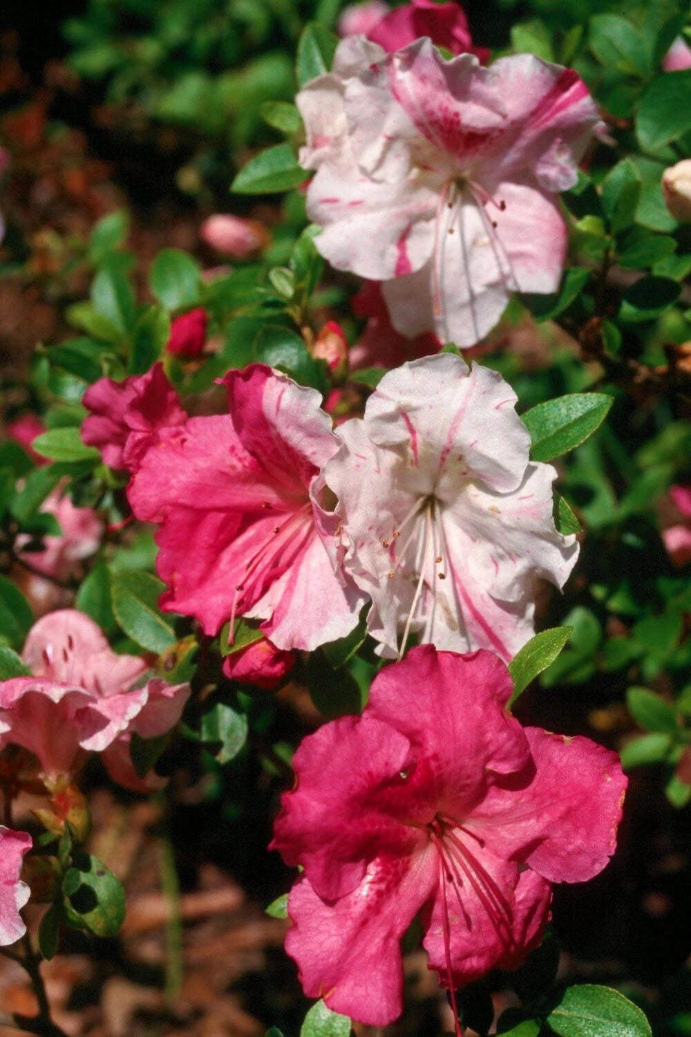 Azalea Starter Plant - Multi Color Blooms - Rhododendron spp. - Stunning Flowering Houseplant