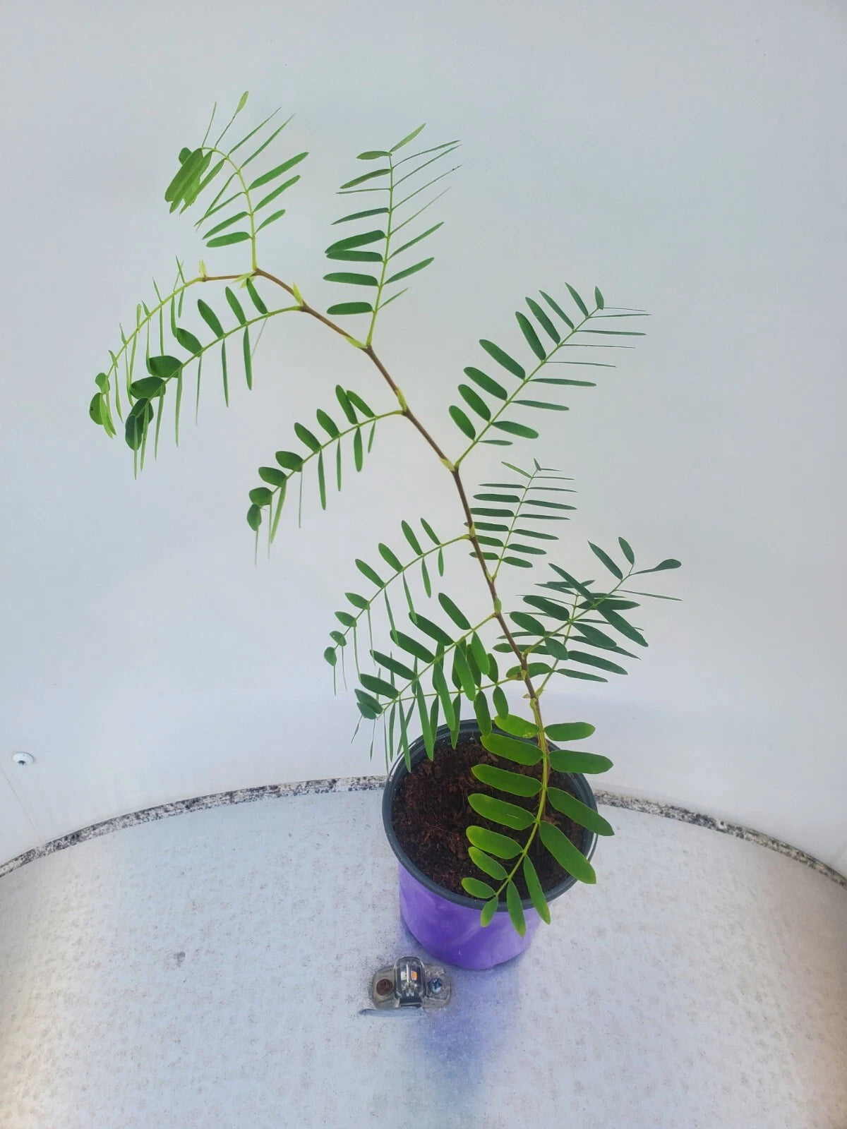 LIVE TAMARIND Tree Plant - Tropical Fruit Variety - Tamarindus indica by WSS