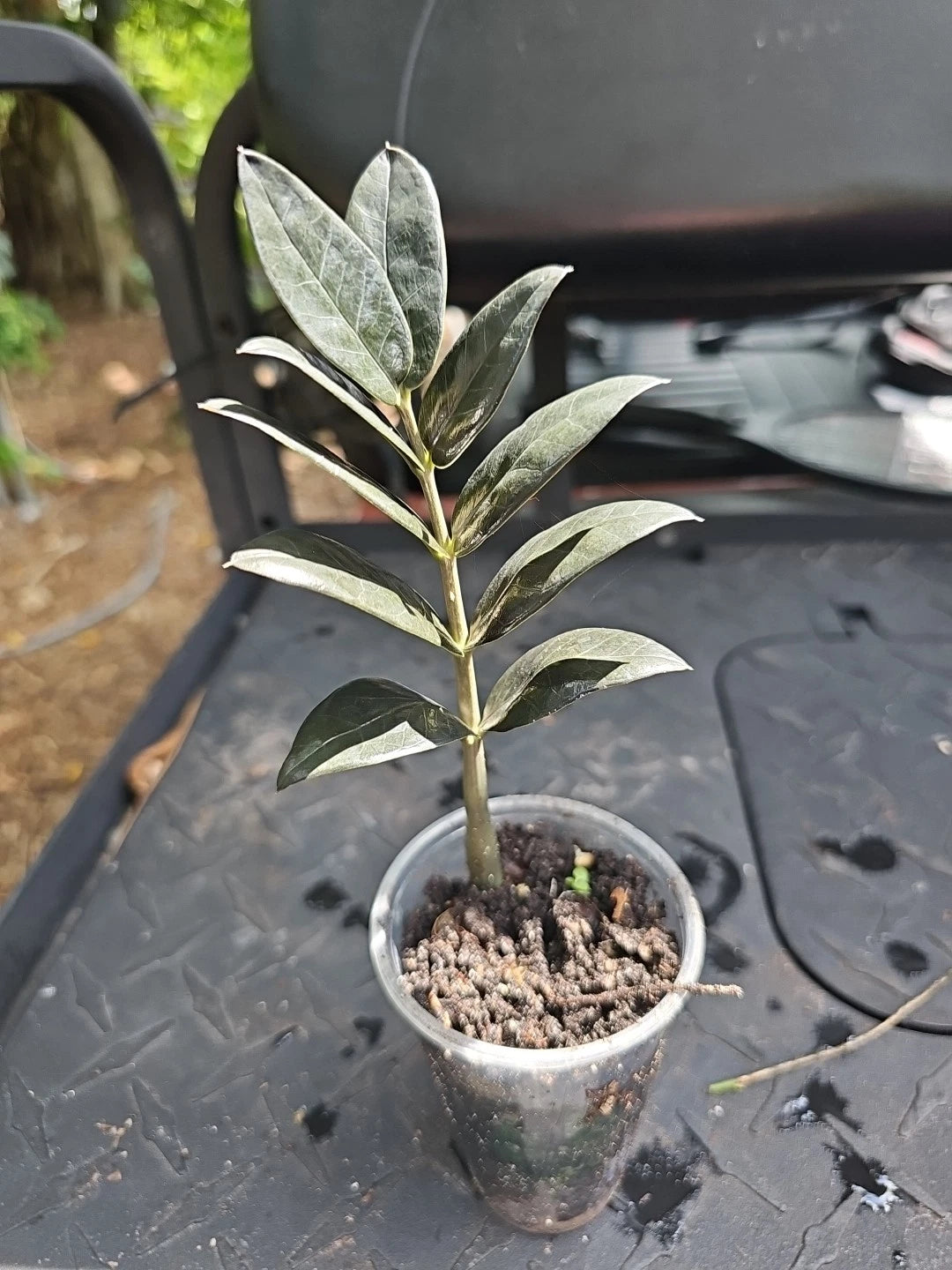 soil for raven zz plant ZZ Plant 3 Inch Pot Black Raven Zamiifolia Fully Rooted Zamioculcas – Jayme Garden