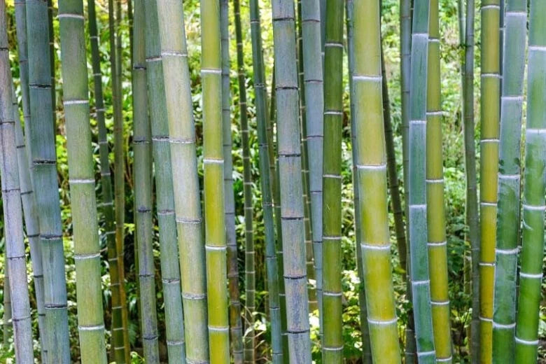 50 Bamboo Seeds - Phyllostachys edulis - Clumping Privacy Plant for Garden Shade Screen