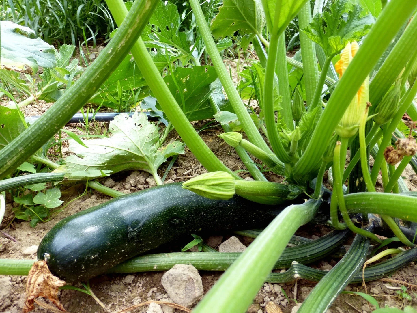 Black Beauty Zucchini Seeds, 1 Ounce, Non-GMO Summer Squash, Cucurbita pepo, Free Shipping