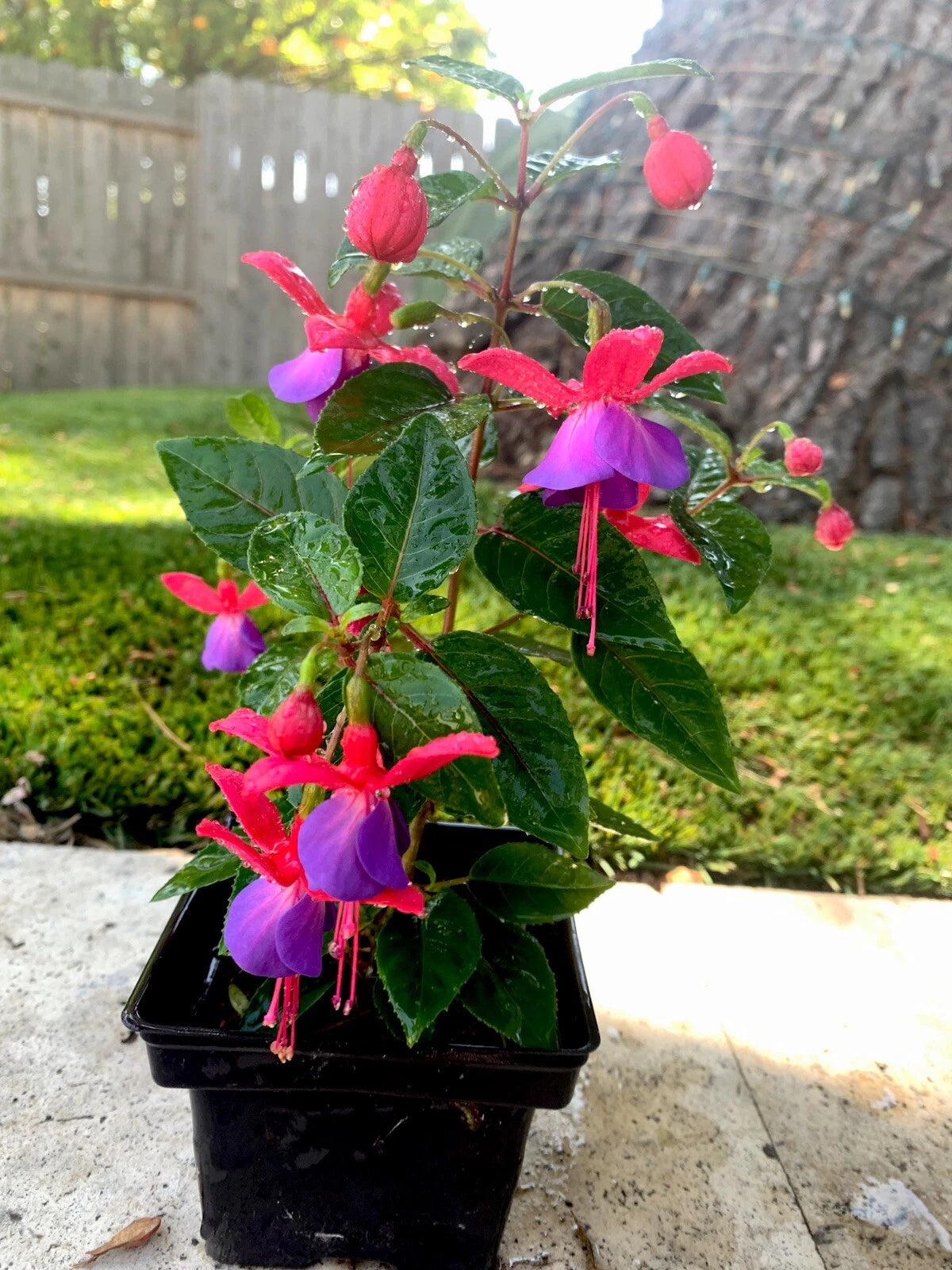 Blue Eyes Fuchsia Live Plant - 12x6x6 Inches - Well-Rooted in 3" Pot - Fuchsia magellanica