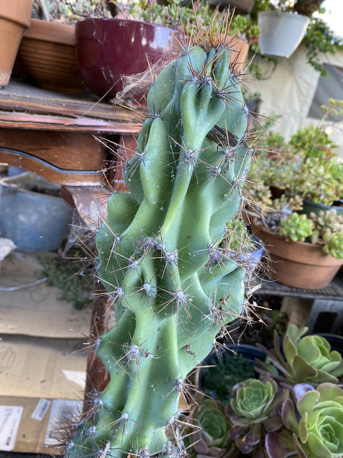 Large Sculptural Hardy Cereus Monstrosus Cutting - Unique Cactus Plant, Indoor/Outdoor Succulent, Green Stem