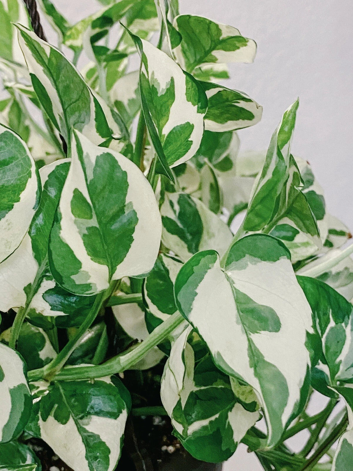 variegated pothos ivy Pothos Pearls and Jade Cuttings - 3 Variegated Devil's Ivy Indoor House Plant