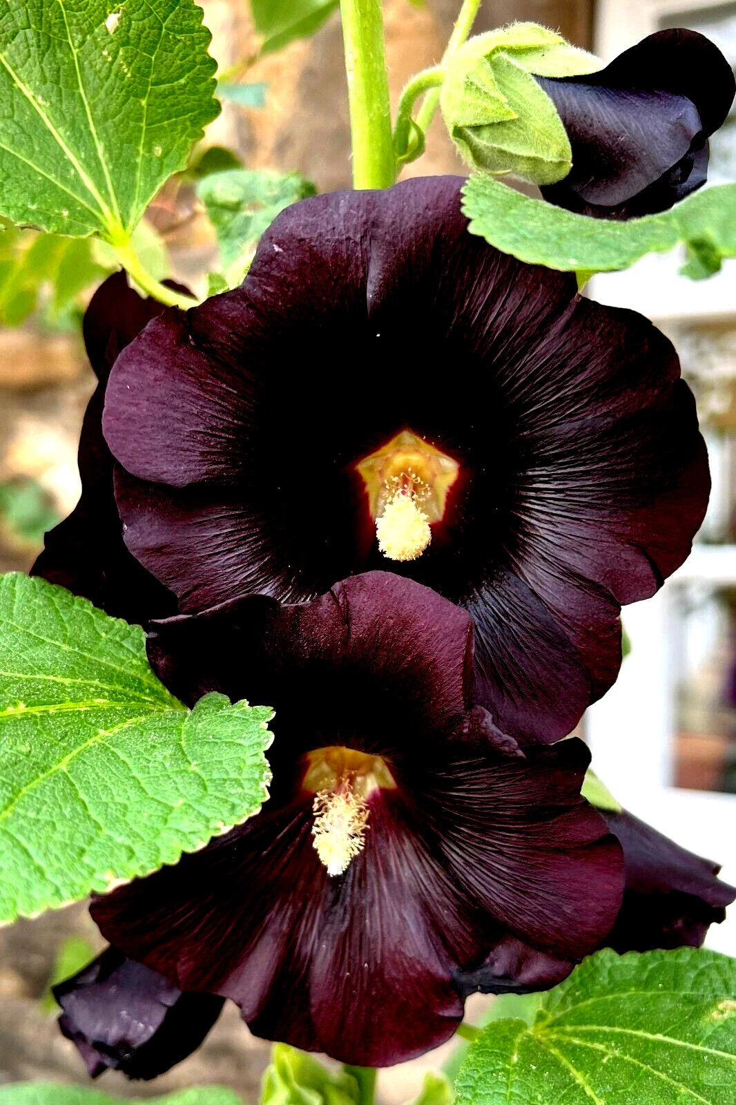 Giant Black Hollyhock Seeds - 50 Count - Hardy Perennial