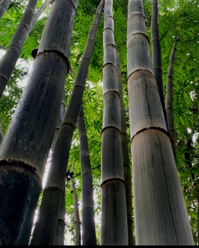 Black Timber Bamboo Rhizome - Nigra Daikokuchiku, California Giant Bare Root Plant - Perfect for Landscaping and Privacy Screens