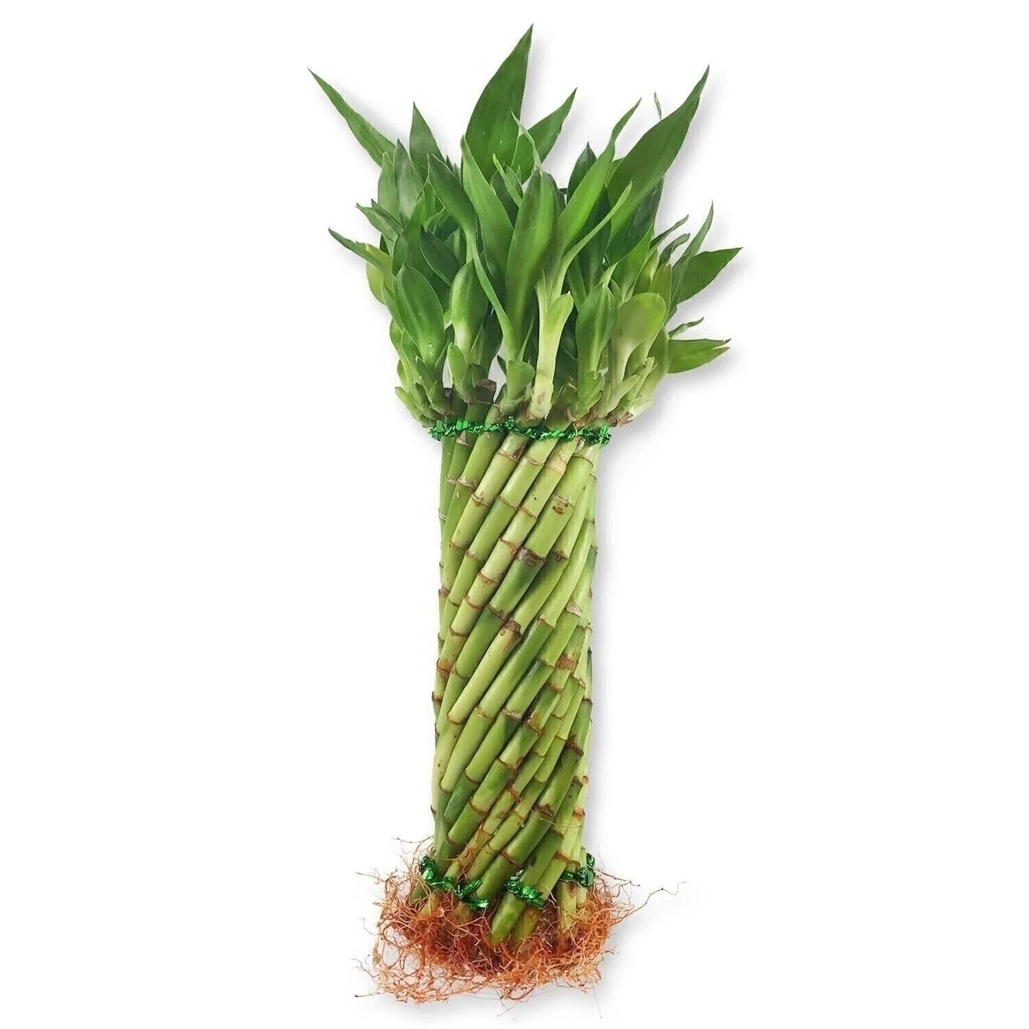 dracaena tornado Lucky Bamboo Tornado Plant - Live Indoor Plant - Ships Bare Root - Dracaena  sanderiana