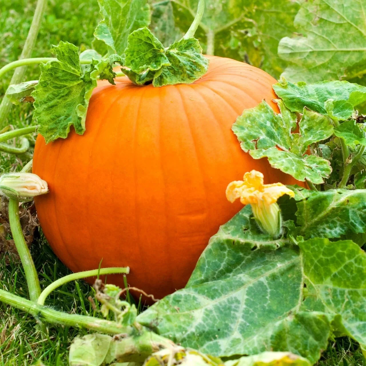 Live Pumpkin Plant Seedling – 3