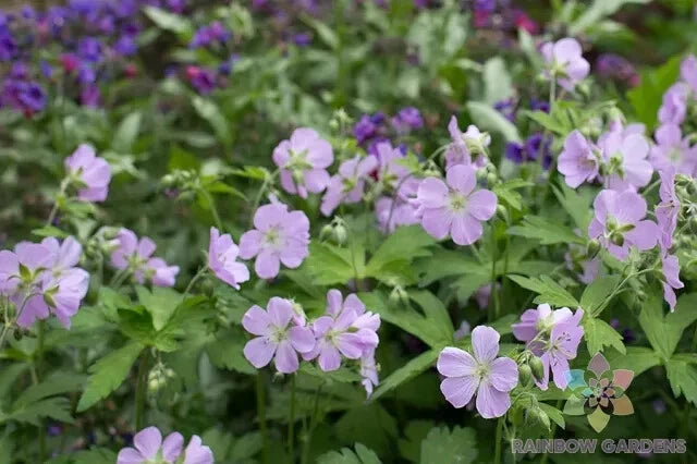 Joan Baker Geranium Seeds - 25+ Pack for Garden Planting - Pelargonium x hortorum