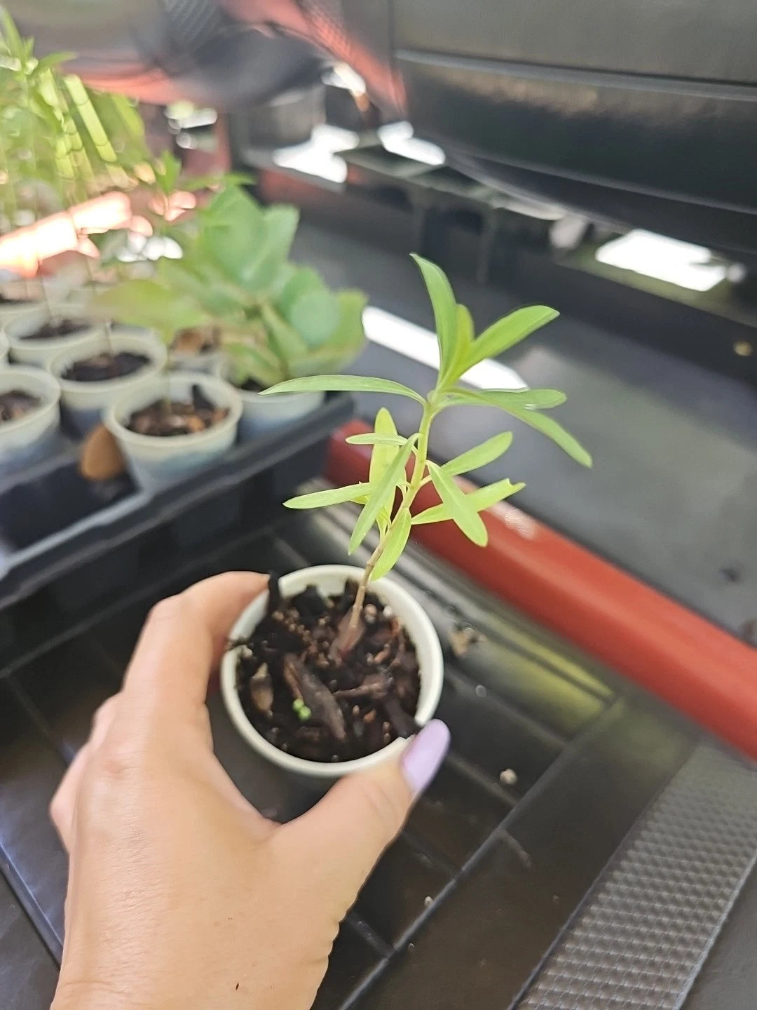 Balloon Milkweed Live Plant 4" Pot Hairy Balls Butterfly Weed Asclepias Gomphocarpus
