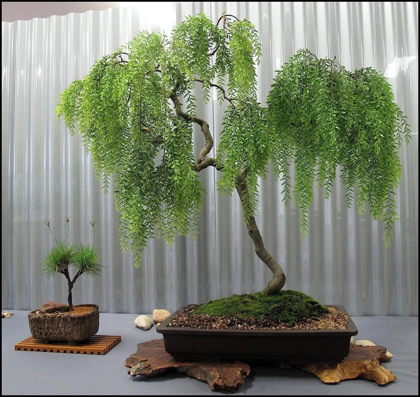 Live Dwarf Australian Weeping Willow Bonsai Tree - Fast Growing, Indoor/Outdoor - Salix babylonica 'Nana'