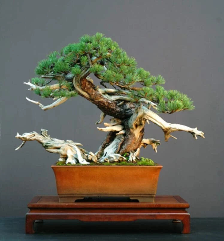 Dwarf Mugo Pine Bonsai Tree Seeds - 30 Pack - Pinus mugo pumilio - Grow Your Own Bonsai Tree
