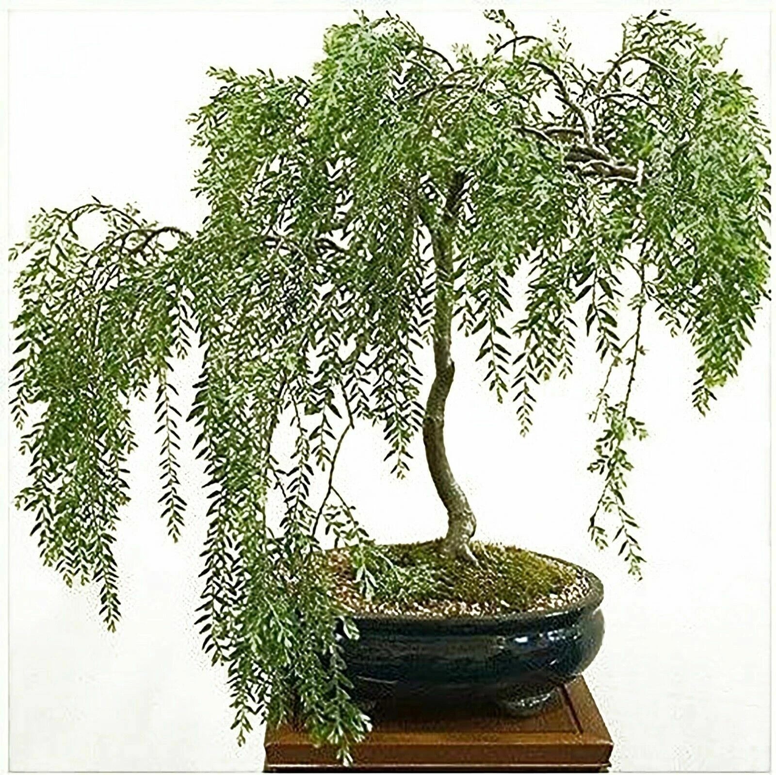 Willow Bonsai Cutting - Rare Indoor Plant - Salix spp