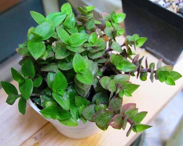 bolivian jew plant indoors Dwarf Wandering Jew Plant - Tradescantia Minima - Bolivian Chain Plant