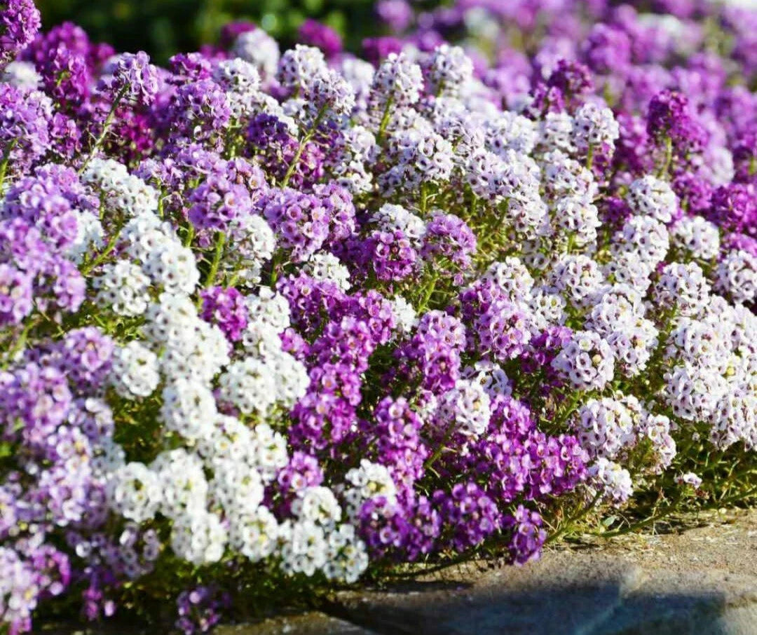 Sweet Alyssum Seeds - 50 Pack, Wonderland Mulberry Mix, Fragrant Annual Flowers (Lobularia maritima)