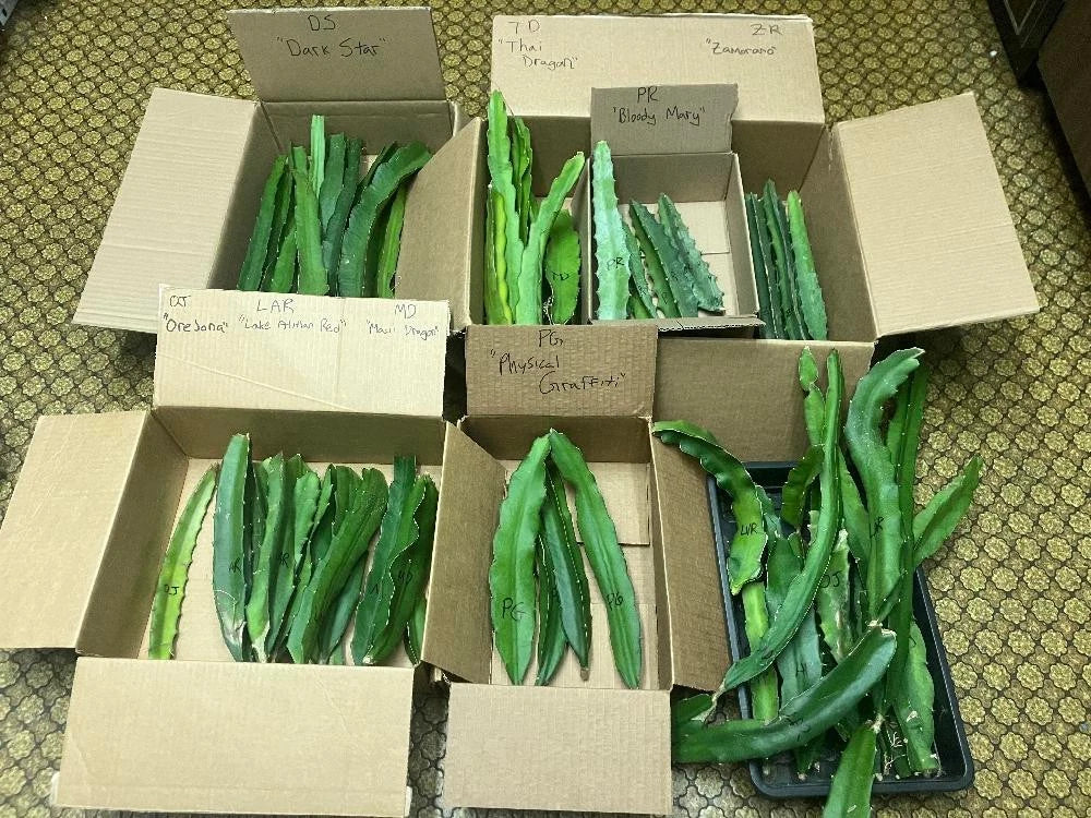 10 Organic Dragon Fruit Cuttings - 10 Varieties - 8-12 Inch Long - Hylocereus spp.