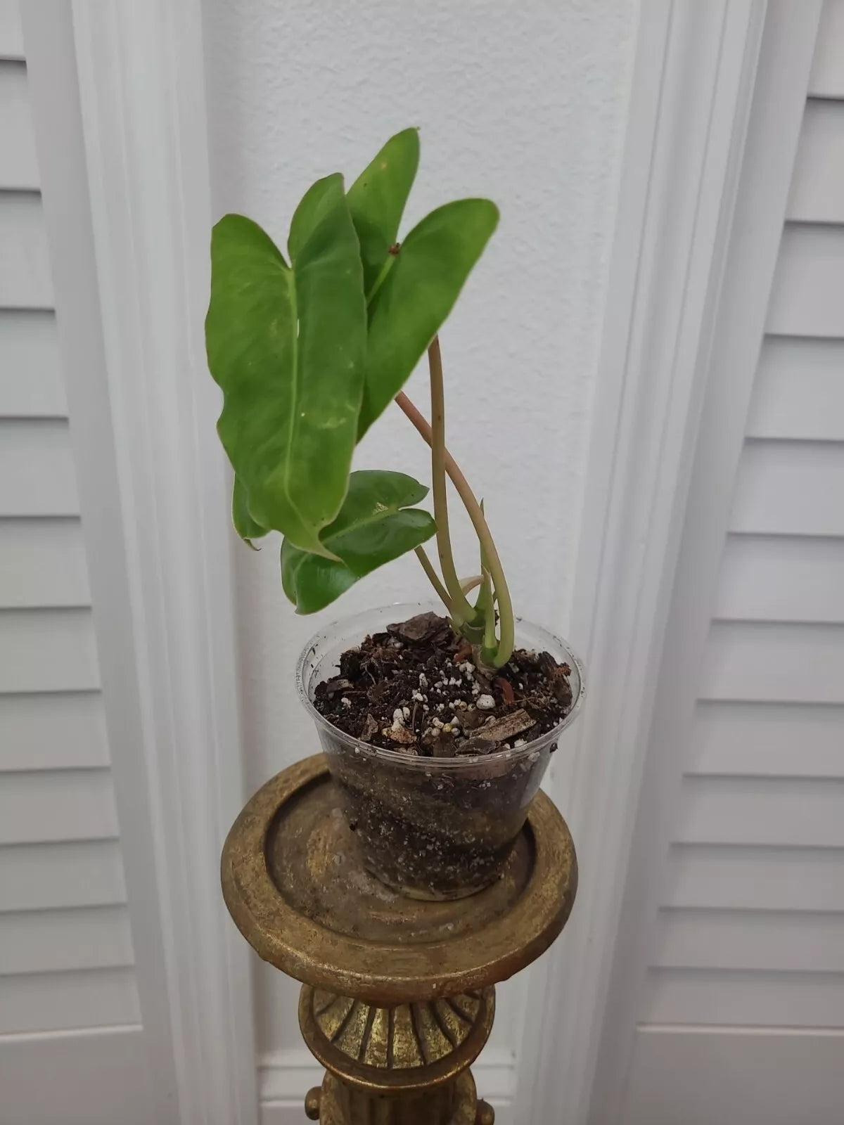 Burle Marx Philodendron Plant - Rooted Green Leaf - Multi Grow - No Cutting - Philodendron 'Burle Marx'