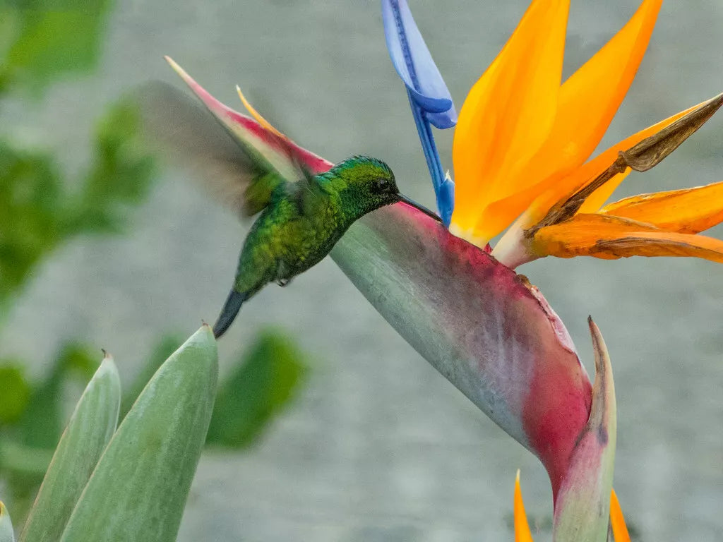20in Organic Bird of Paradise Plant, Orange Flower, Live Strelitzia, USA Grown