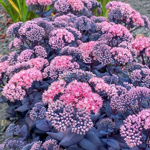 hardy succulent ground cover Sedum Mojave Jewels Sapphire Plant - Hardy Perennial Succulent for Summer  Garden Bloom
