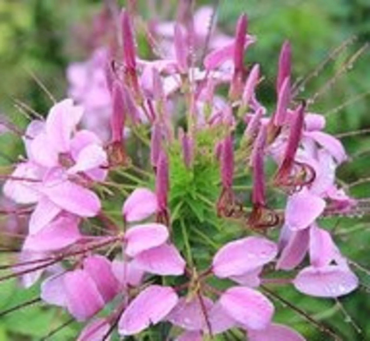 Butterfly Flower Seeds - 100 Seeds - Virgo Variety - Asclepias tuberosa