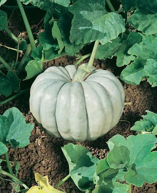 Blue Harvest Pumpkin F1 Seeds - Fresh Pumpkin Seed Variety for Planting - Heirloom Quality, Non-GMO