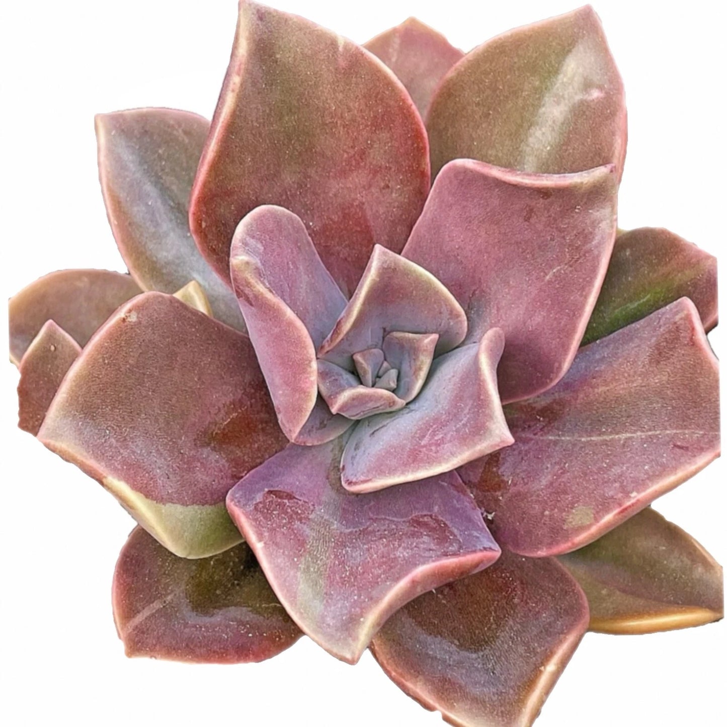 4-Inch Graptoveria Dusty Fred Ives Succulent - Rare Live Easy Care Plant - Perfect for Indoor Gardening