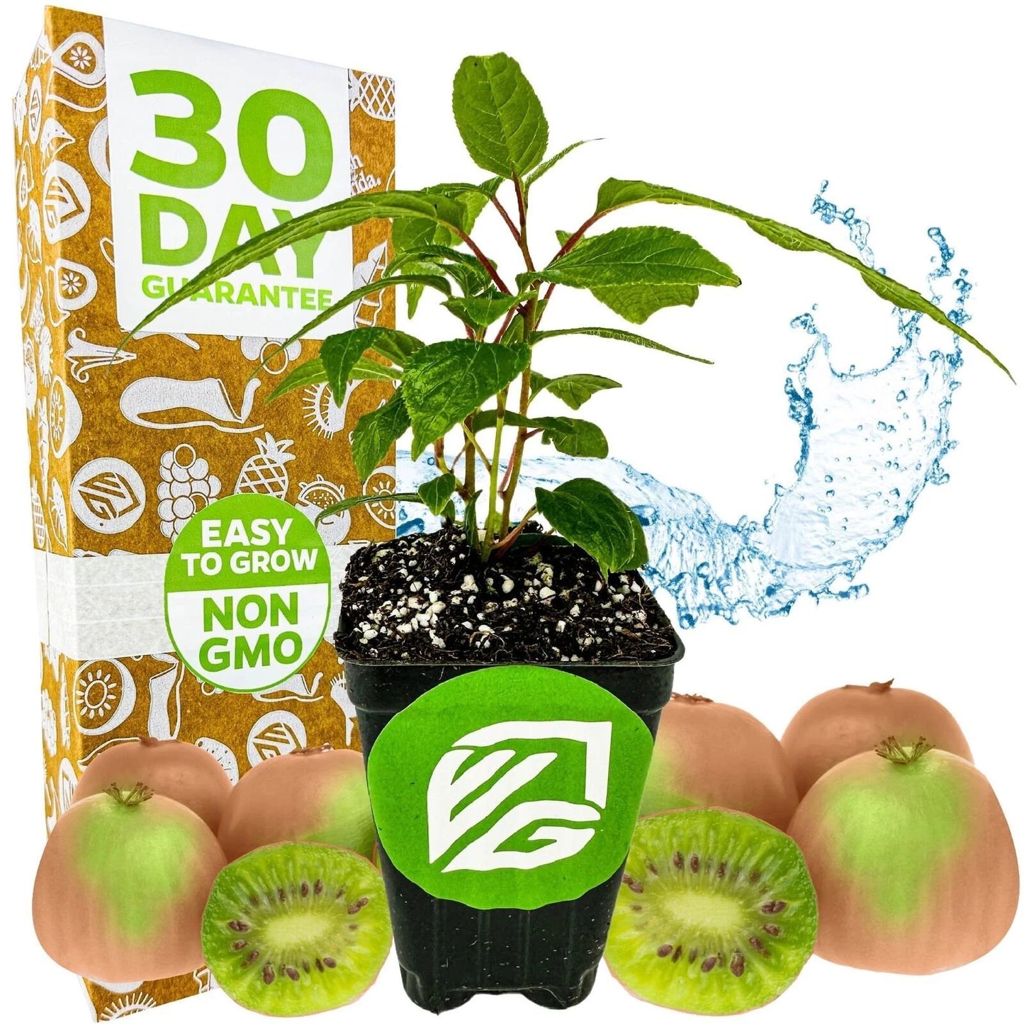 Hardy Kiwi Plant - Live Plant - Prolific Variety - Actinidia arguta - Edible Fruit - Garden Starter Plant