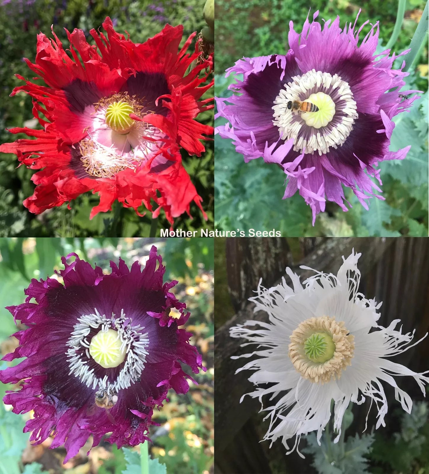 poppy garden seeds Poppy Seeds JIMI'S FLAG MIX Organic 500 Seeds Red Purple Breadseed Poppies  (Papaver somniferum) – Jayme Garden