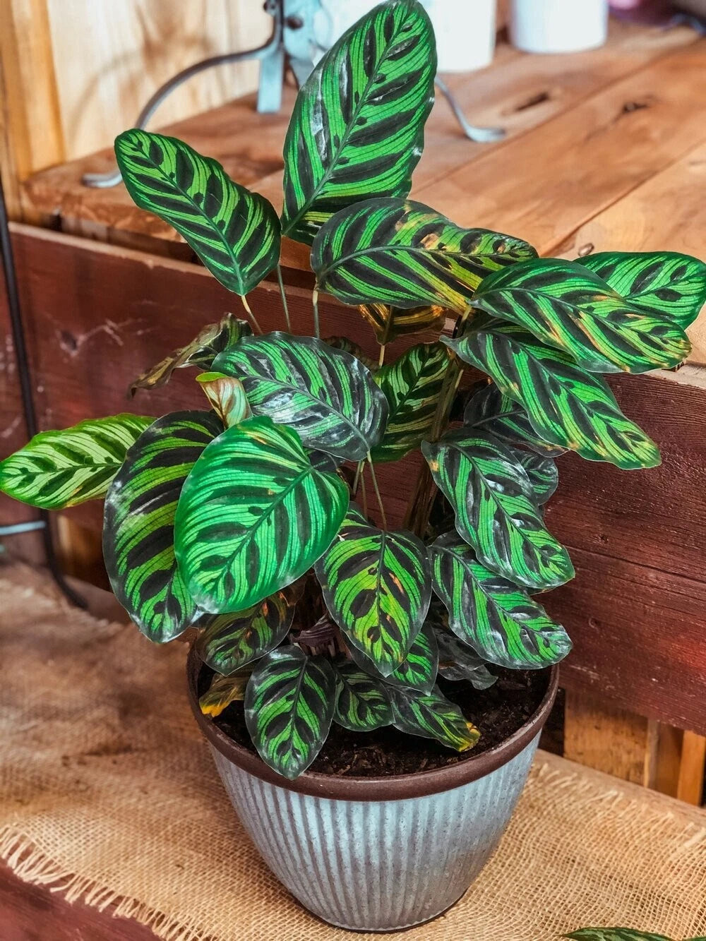 calathea plant seeds Peacock Calathea Seeds - 25+ Count - Indoor/Outdoor Garden Planting - Calathea Makoyana