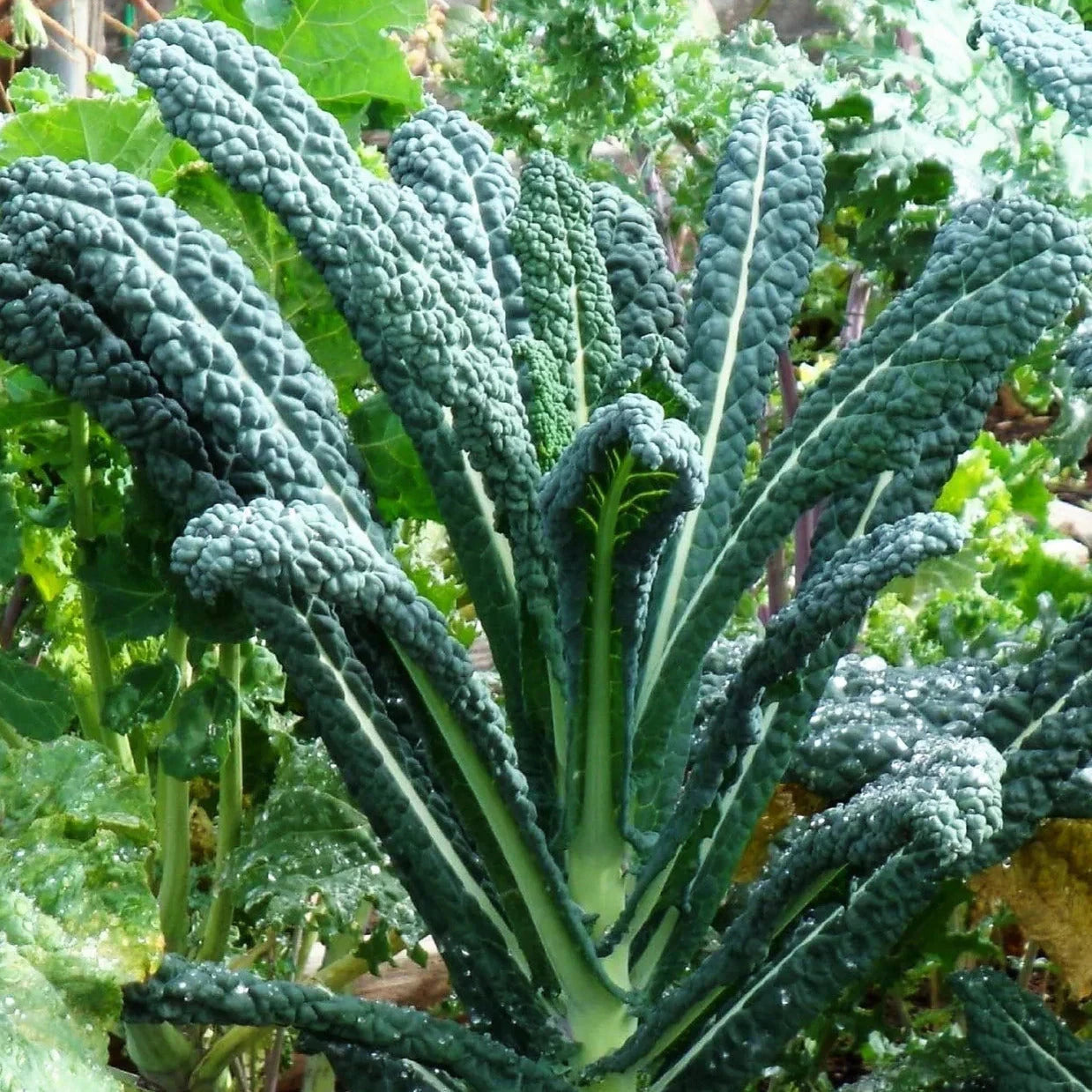 Lacinato Kale Seeds - 1000+ Count - Italian Tuscan Variety - Brassica oleracea var. sabellica