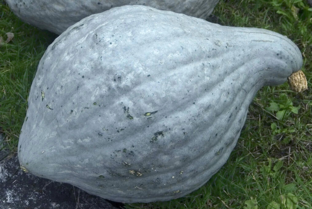 Blue Hubbard Squash Seeds - 10 Heirloom Seeds - Cucurbita maxima - Organic Gardening, Non-GMO, USA Grown
