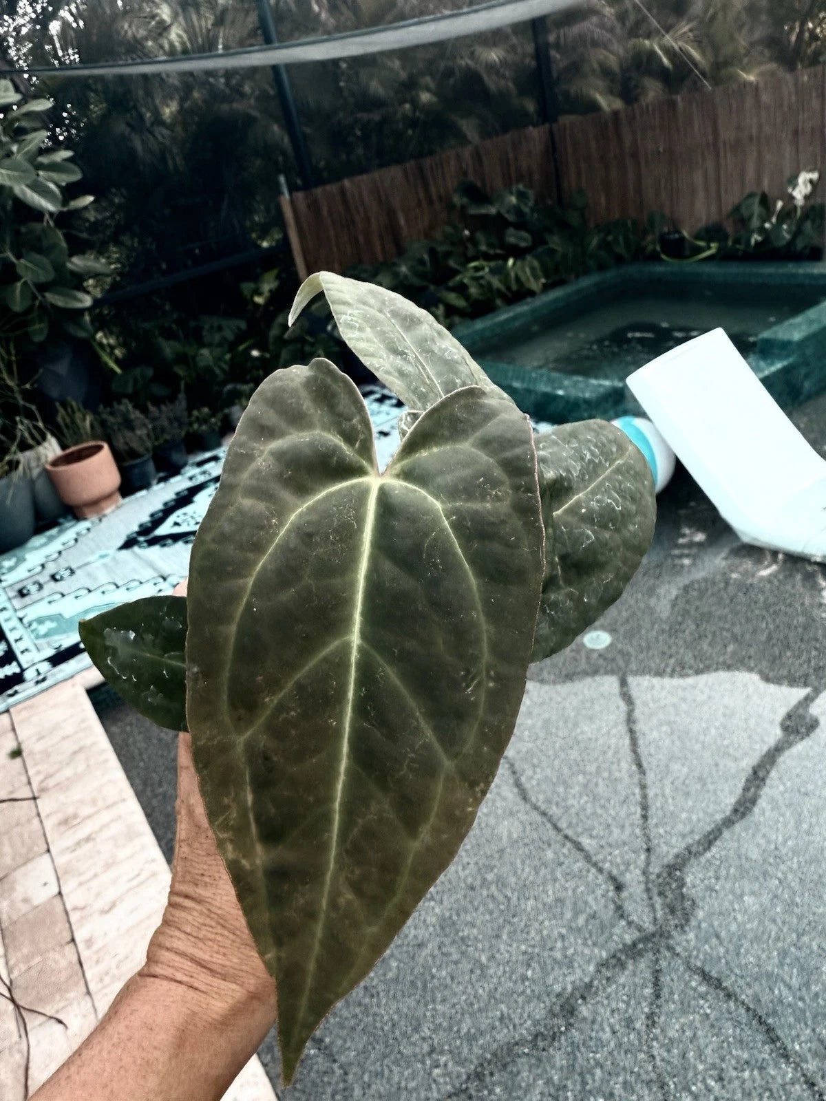 Anthurium Plant - Red Crystallinum X Crystallinum - Grower's Choice - Free Shipping