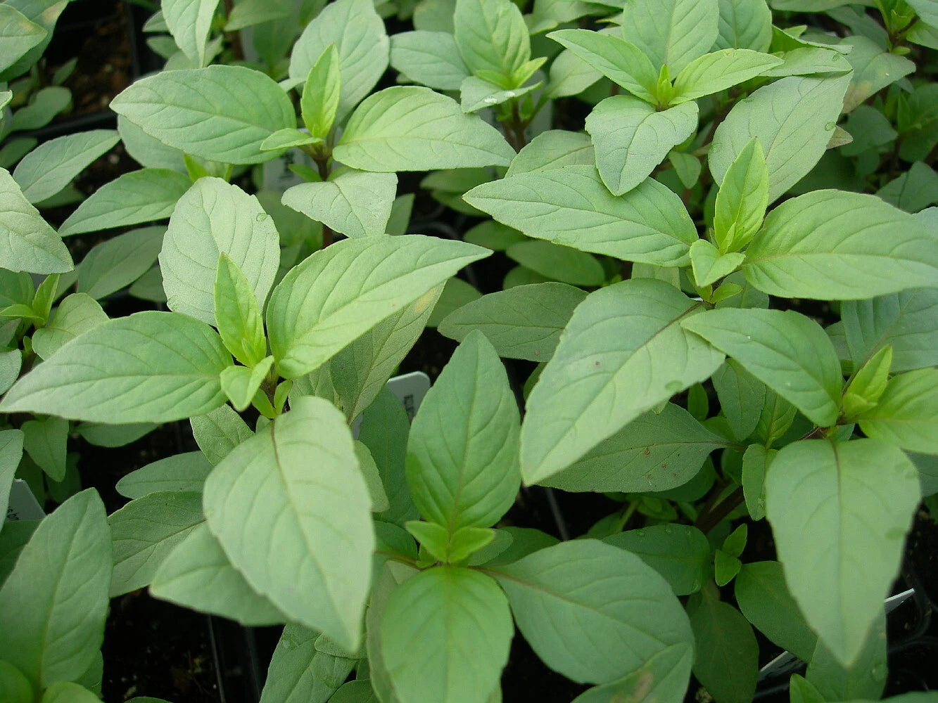 Lime Basil Seeds Packets, Hoary Basil, NON-GMO, Herb Garden Starter, Ocimum basilicum var. citriodorum