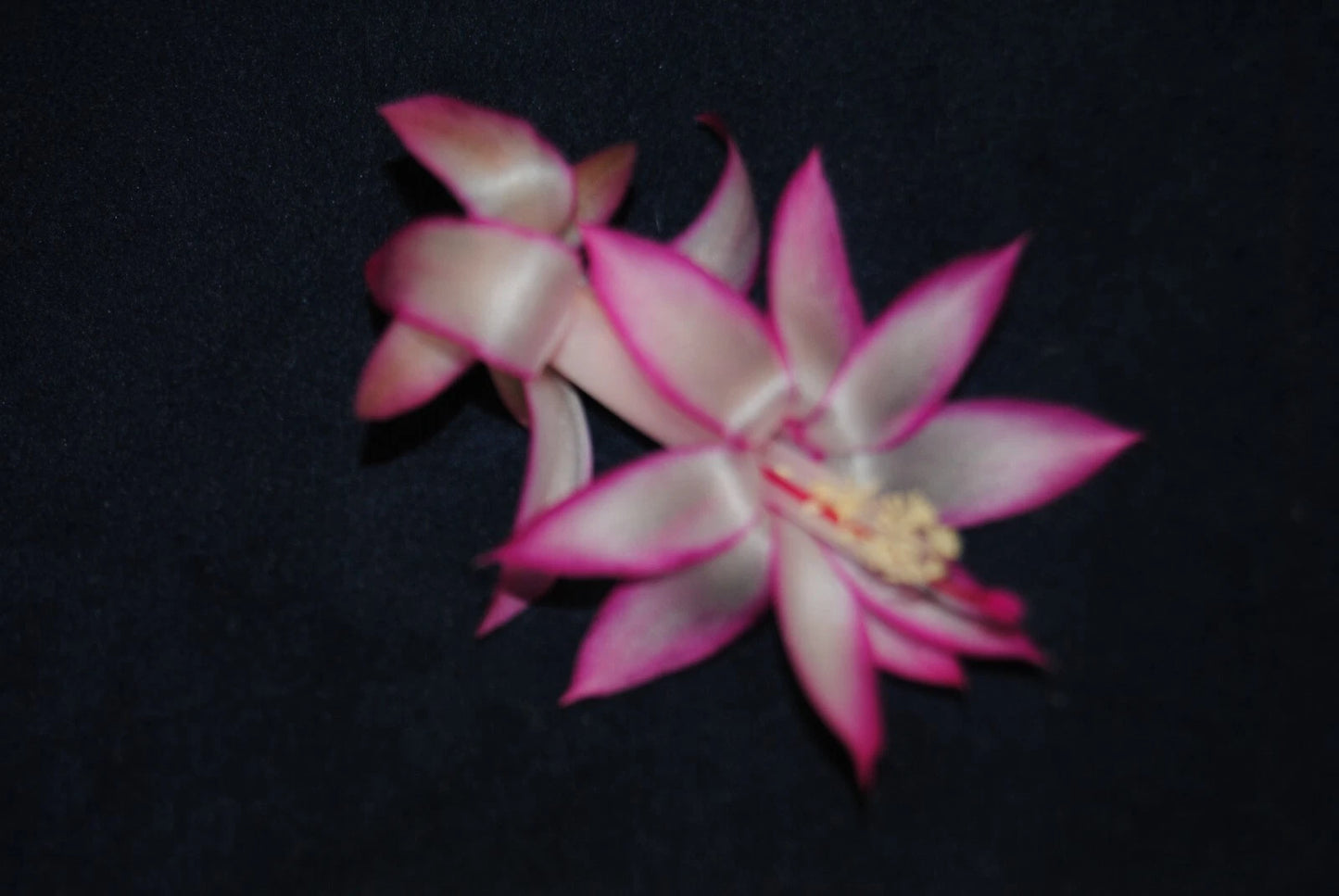 Christmas Cactus Starter Plant - Mardi Gras Parade - Schlumbergera Truncata - Healthy Well-Rooted Small Plant