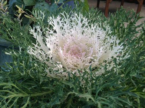 Ornamental Kale Seeds - Peacock White - 40 Fresh Seeds - Brassica oleracea