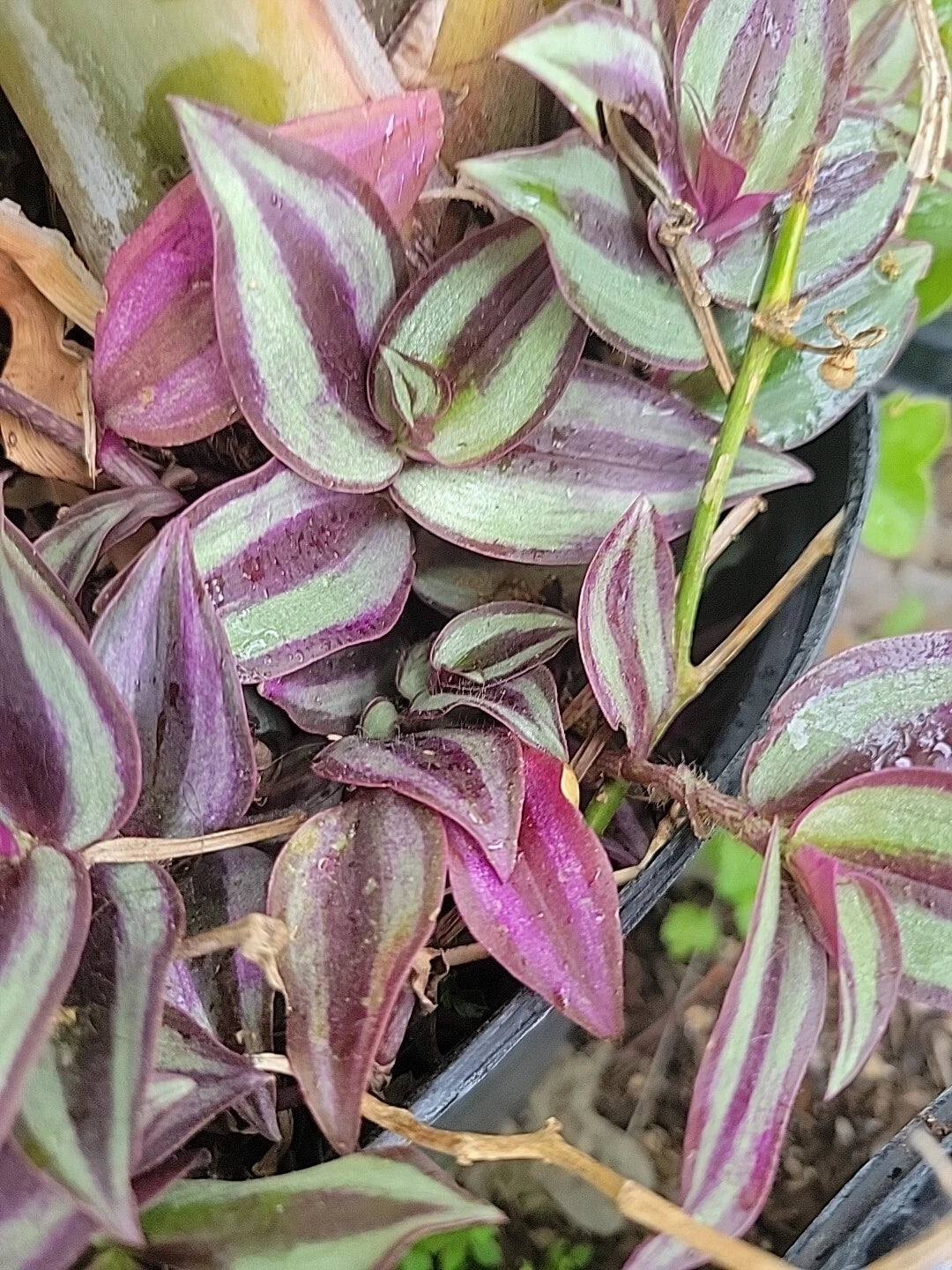 wandering jew plant care indoor Tradescantia Zebrina Cuttings